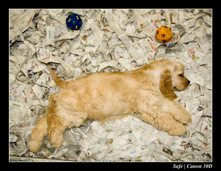 Sep 06 - Salon des animaux de compagnies - 42